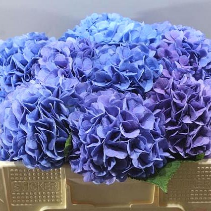 HYDRANGEA HILDE MOORHOF BLUE