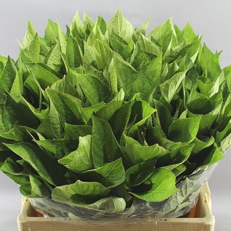 HYDRANGEA LEAVES