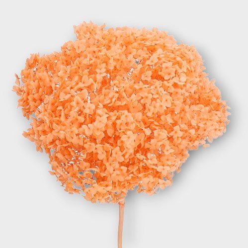 HYDRANGEA LIGHT PEACH PRESERVED