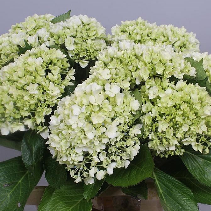 HYDRANGEA LIMA