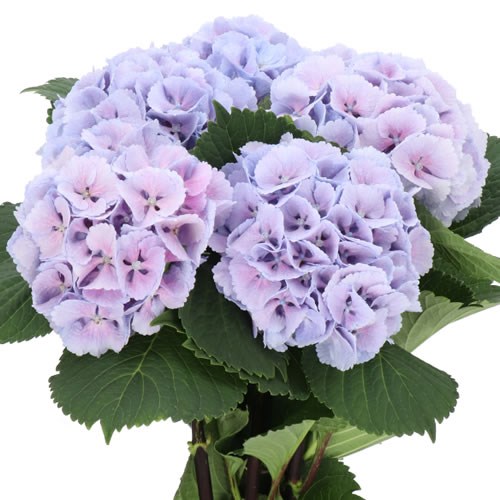 HYDRANGEA LOLLY POP LILAC