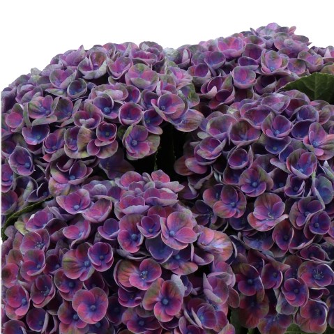 HYDRANGEA MAGICAL AMAZONE