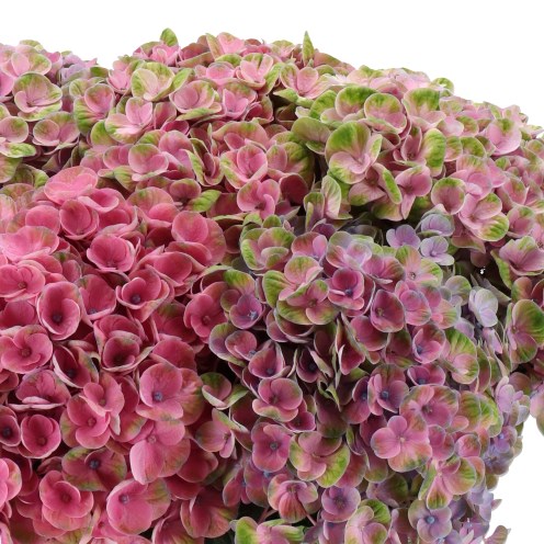 HYDRANGEA MAGICAL AMAZONE PINK