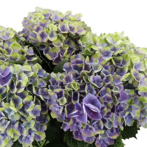 HYDRANGEA MAGICAL AMETHYST GREEN/BLUE