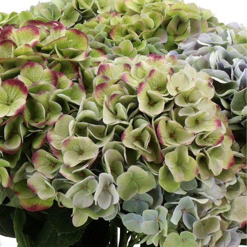 HYDRANGEA MAGICAL AMETHYST GREEN/BLUE CLASSIC