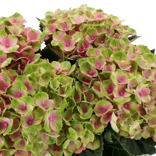 HYDRANGEA MAGICAL AMETHYST GREEN/PINK