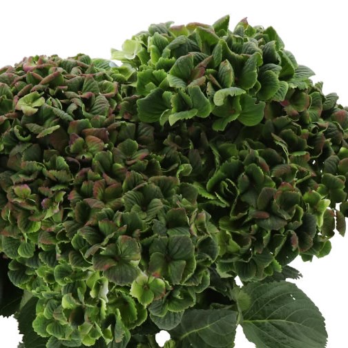 HYDRANGEA MAGICAL AMETHYST GREEN/PURPLE CLASSIC