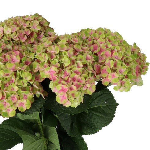 HYDRANGEA MAGICAL AMETHYST PINK