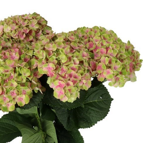 HYDRANGEA MAGICAL AMETHYST PINK