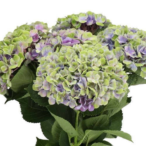 HYDRANGEA MAGICAL AMETHYST PURPLE