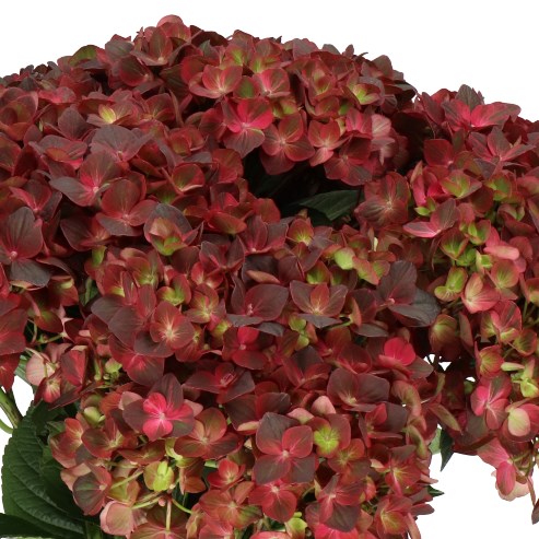 HYDRANGEA MAGICAL CHOCOLATE