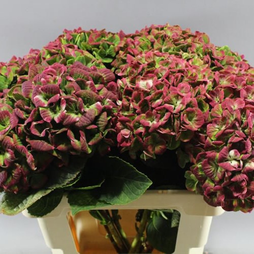 HYDRANGEA MAGICAL CORAL CLASSIC RED