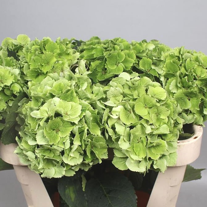 HYDRANGEA MAGICAL EMERALD LIGHT GREEN