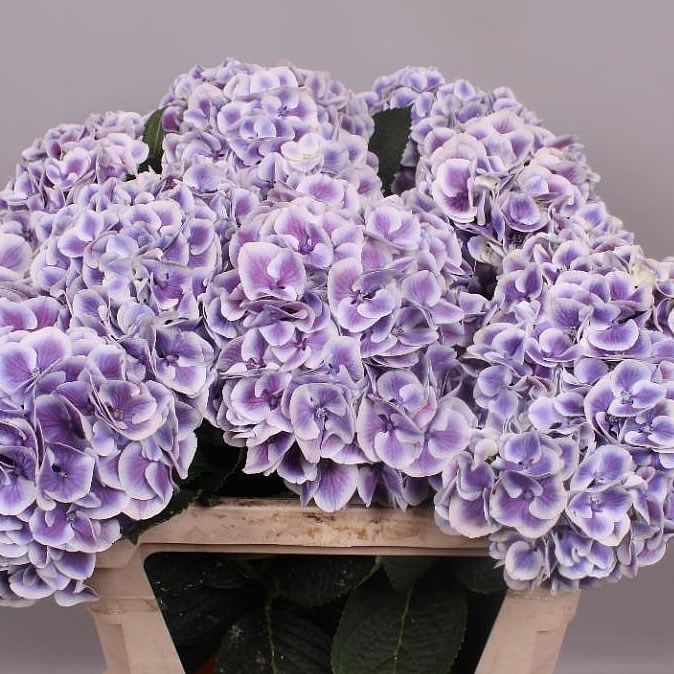 Hydrangea Wholesale Flowers UK Wedding Flowers Triangle Nursery