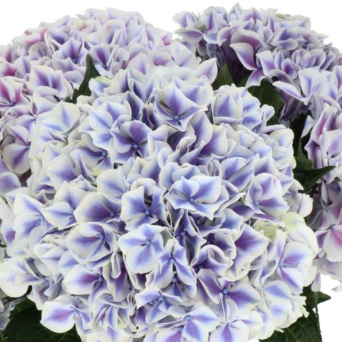 HYDRANGEA MAGICAL LINN PURPLE