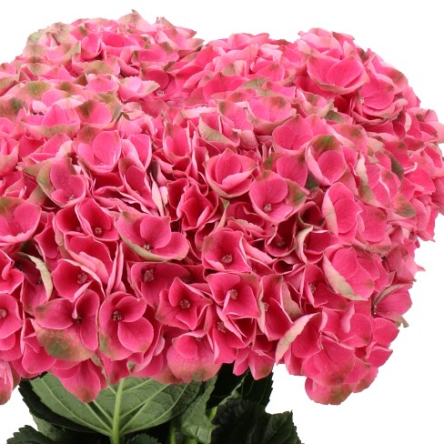 HYDRANGEA MAGICAL MISTRAL