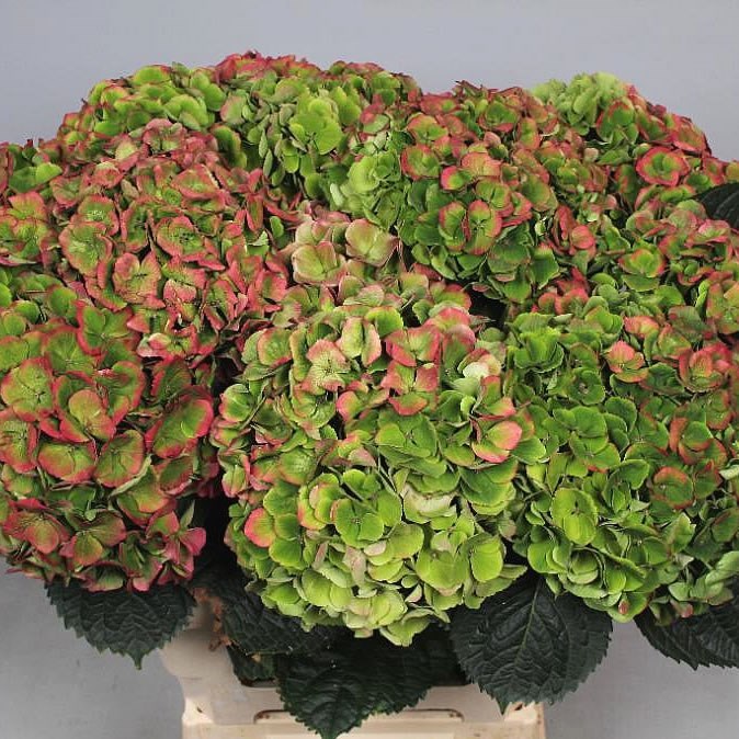 HYDRANGEA MAGICAL OPAL CLASSIC GREEN