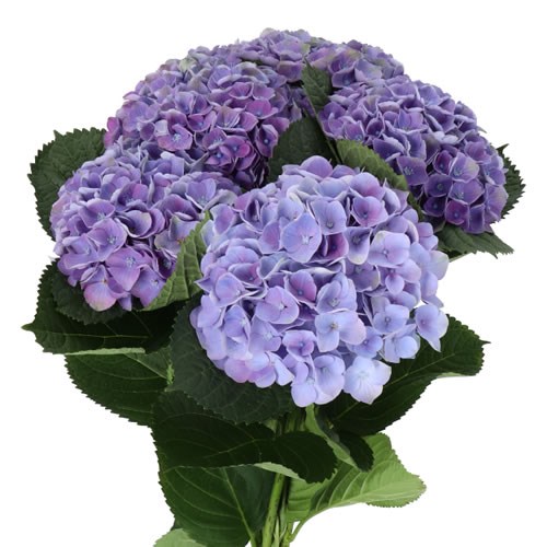 HYDRANGEA MAGICAL OPAL LAVENDER 60cm | Wholesale Dutch Flowers
