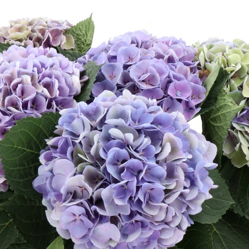HYDRANGEA MAGICAL OPAL LAVENDER CLASSIC