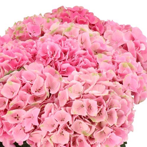 HYDRANGEA MAGICAL OPAL PINK