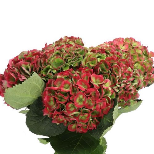 HYDRANGEA MAGICAL OPAL RED/GREEN CLASSIC