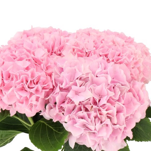 HYDRANGEA MAGICAL PINK FLOYD