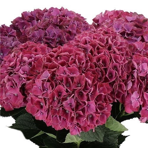 HYDRANGEA MAGICAL PINK RUBY