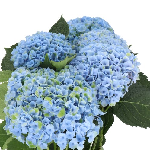 HYDRANGEA MAGICAL REVOLUTION BLUE