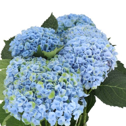 HYDRANGEA MAGICAL REVOLUTION BLUE 80cm | Wholesale Dutch Flowers