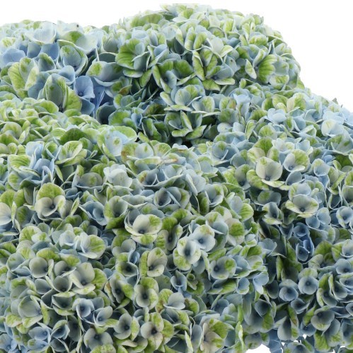 HYDRANGEA MAGICAL REVOLUTION GREEN/BLUE