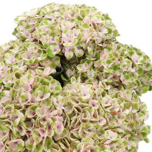 HYDRANGEA MAGICAL REVOLUTION GREEN/PINK CLASSIC