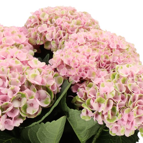 HYDRANGEA MAGICAL REVOLUTION PINK
