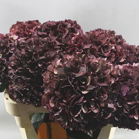HYDRANGEA MAGICAL RUBY PICASSO