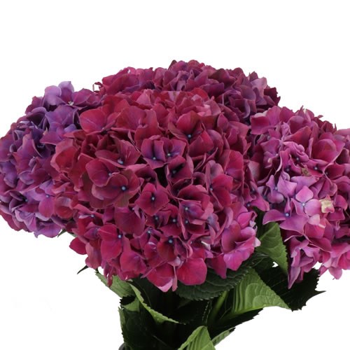 HYDRANGEA MAGICAL RUBYRED PURPLE