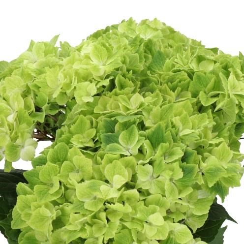 HYDRANGEA MAGICAL SUMMERGREEN