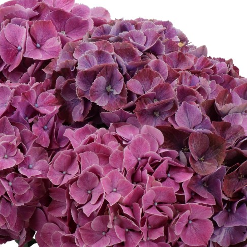 HYDRANGEA MAGICAL SWEET RUBY DARK LAVENDER
