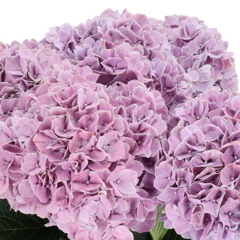HYDRANGEA MAGICAL SWEET RUBY LAVENDER