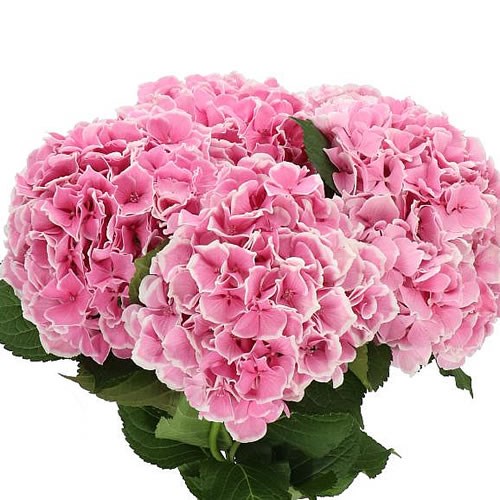 HYDRANGEA MAGICAL TRENDY