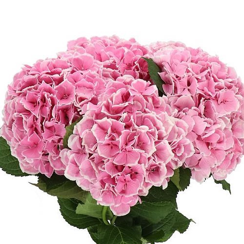 Hydrangea4937　0203 HYDRANGEA MAGICAL TRENDY 60cm | Wholesale Dutch Flowers