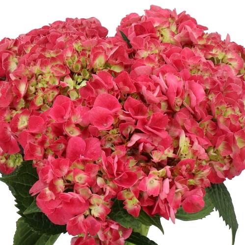HYDRANGEA MAGICAL TROPHY RED
