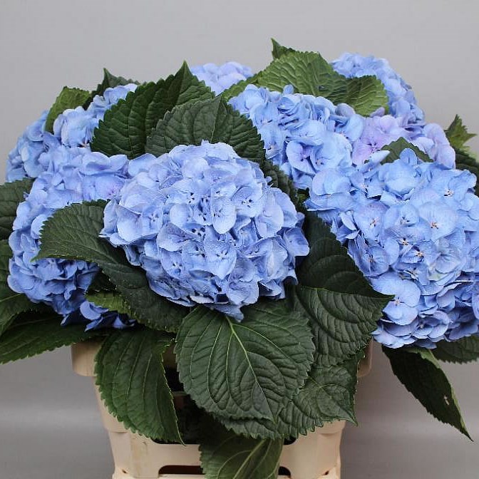 HYDRANGEA MARGARITA BLUE
