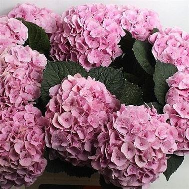 HYDRANGEA MARGARITA PINK