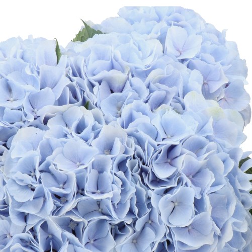 HYDRANGEA MARIAMA BLUE