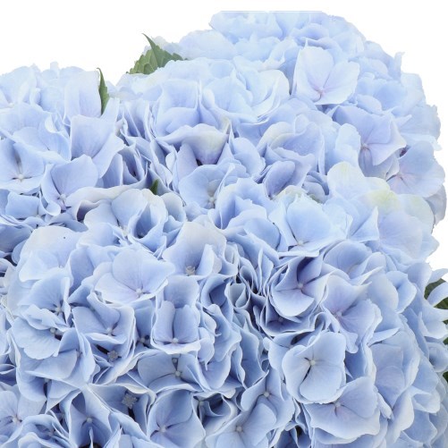 HYDRANGEA MARIAMA BLUE