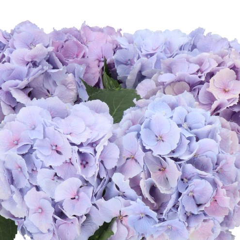 Hydrangea4937　0202 20132-Pink Artificial hydrangea stem Elegantz Single, 85 cm