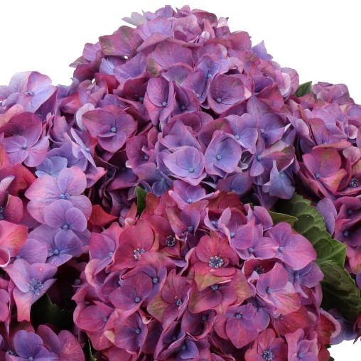 HYDRANGEA MIDNIGHT SKY