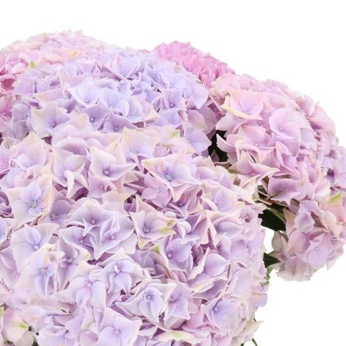 HYDRANGEA MINERVA PASTEL
