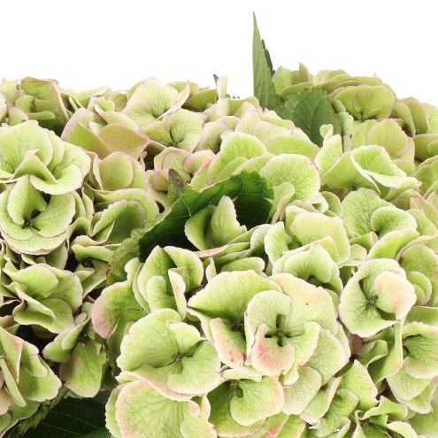 HYDRANGEA MINT GREEN