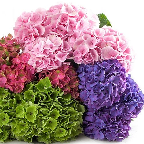 HYDRANGEA MIX (COLS MAY VARY)