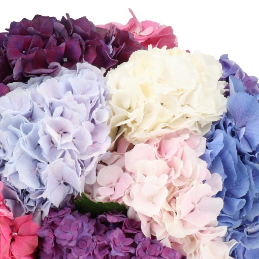 HYDRANGEA MIXED BUNCH